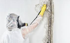 Mold Remediation for Vacation Homes in Grafton, WV